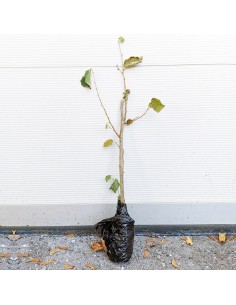 Alun - butasi cu radacina...