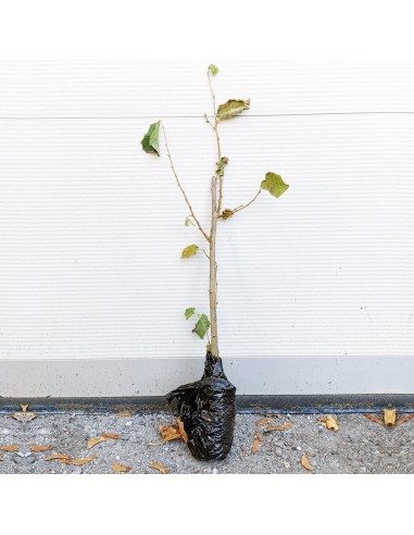 Alun - butasi cu radacina nuda, 60-80 cm