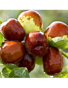 Curmal chinezesc - Li