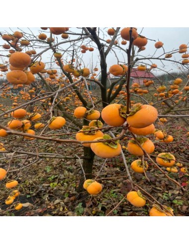 Kaki Jiro 2 ani 1 - 1,4 m rădăcină...