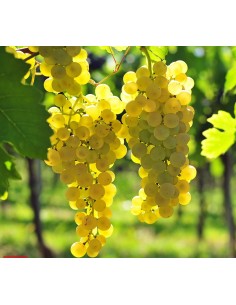 Vita de vie de masa...