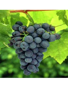 Vita de vie e masa Muscat...