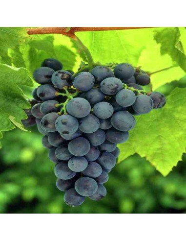 Vita de vie e masa Muscat da Adda