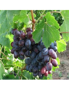 Vita de vie de masa Tamina