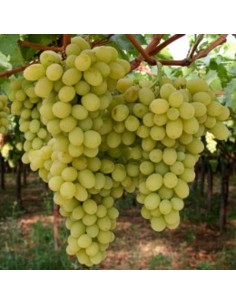 Vita de vie de masa Xenia