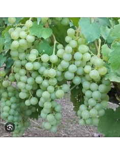 Vita de vie e masa Perla de...