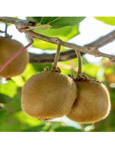 Kiwi jenny autofertil