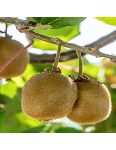 Kiwi jenny autofertil