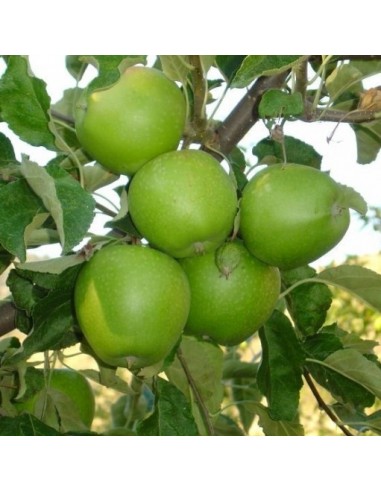 Mar Granny Smith - la ghiveci 1 - 1.5 m