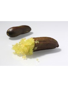 Limone caviale (Finger lime...