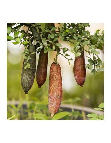 Limone caviale (Finger lime...